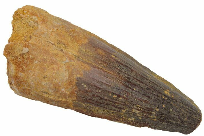Fossil Spinosaurus Tooth - Robust Tooth #220767